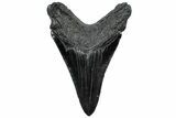 Serrated, Fossil Megalodon Tooth - South Carolina #307560-1